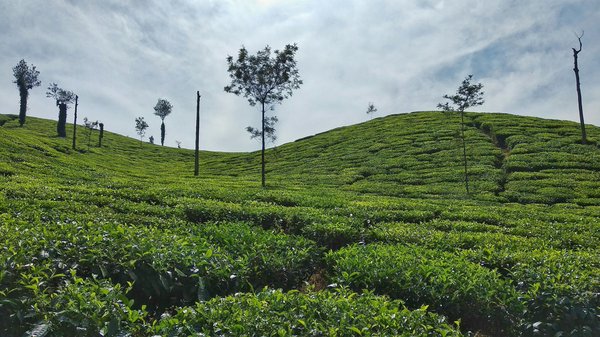 Comment organiser une visite des plantations de thé au Sri Lanka sans agence de voyage?